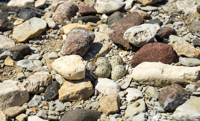 Four small eggs of the Common tern (Sterna hirundo) or Seagull hidden between small rocks in coast. Dull colors and blotchy patterns providing camouflage on the open beach. Difficult to notice.