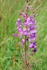 Beautiful flowers in the forest