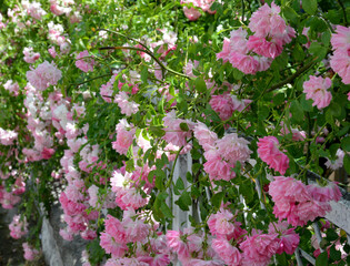 pink and white roses in the garden