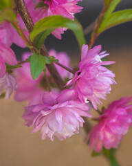 Pink Flowers Hang from Branch