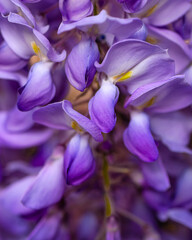 Purple Wisteria Buds Close Up