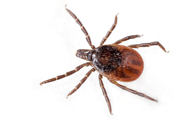 Ticks or Tics (Ixodida), also called hard or scale ticks,  vector of pathogens that can cause...