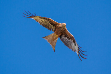 Rotmilan (milvus Milvus)