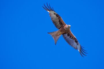 Rotmilan (milvus Milvus)