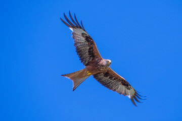 Rotmilan (milvus Milvus)