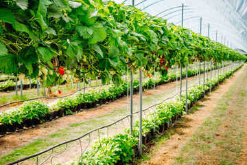 Rows of strawberry plants on a farm