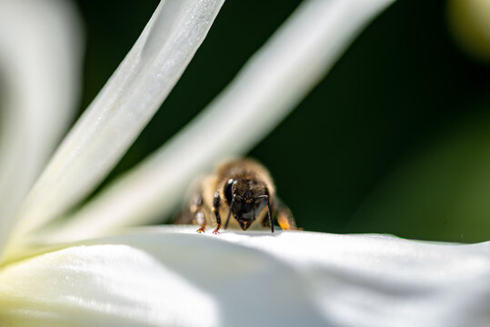 Macro d'une petite abeille sur une fleur blanche