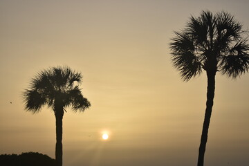 two palm trees with the sun in the background

