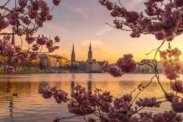 Hamburger Alster mit Kirschblüten und Aussicht auf das Rathaus © AlexanderAntony