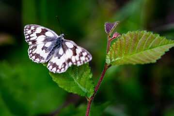 Papillon blanc appelé Demi-deuil (Melanargia galathea), est une espèce de lépidoptères (papillons) appartenant à la famille des Nymphalidae posé sur une feuille