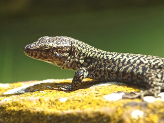 Killespark Stuttgart in Germany - closeup of wall lizards on the cliffs