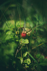 Close Up of Plant with Flower, Blossom, Marco, wild Strawberry