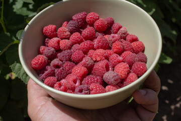red raspberries in hand and bowl
  against the background of growth