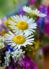 Obraz premium Chamomile. Bouquet of field of flowers. Nice flourish background