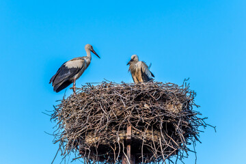 Fototapeta premium Nest with two young storks in early summer with beautiful blue sky as background. Copy space.