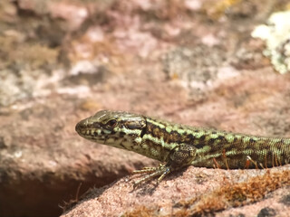 Killespark Stuttgart in Germany - closeup of wall lizards on the cliffs