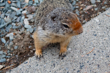 Curious squirrel