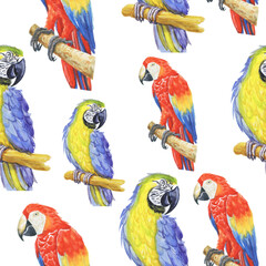tropical parrot pattern watercolor silhouette tropical birds animals isolate object background 