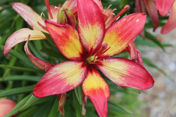 Lily flower head, yellow and Pink petals