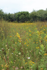 Field of Wild Flowers in the Fall
