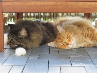 Zwei Maine Coon Katzen ruhen im Schatten eines Tisches