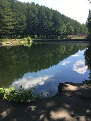 Obraz premium lake and forest