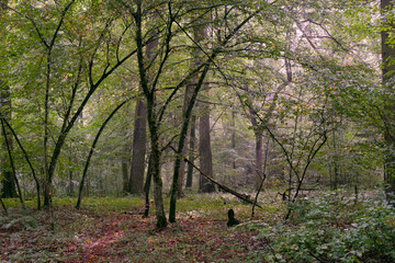 Naklejka premium Deciduous stand with hornbeams and oaks