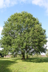 Large ash tree with blue sky background in vertical format