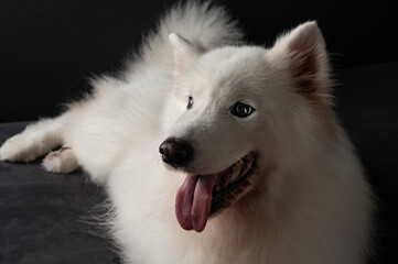 Fototapeta premium Portrait of a white Samoyed dog
