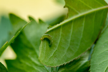 Petite chenille en train de manger une feuille