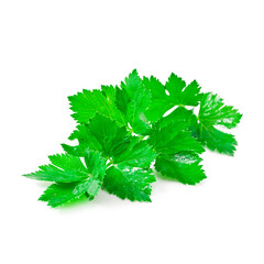 Fresh celery leaves isolated on a white background.
