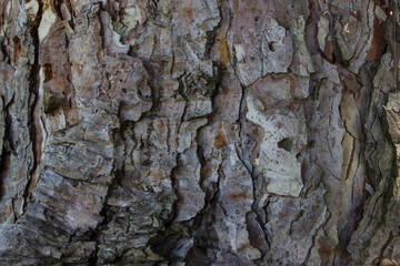 Tree bark, texture