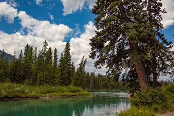 Tree leaning over green lake