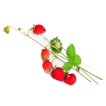 Fresh branches of wild strawberries isolated on white background