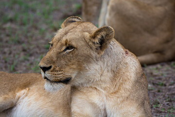 Portrait of young lioness (Panthera leo) in the Timbavati Reserve, South Africa