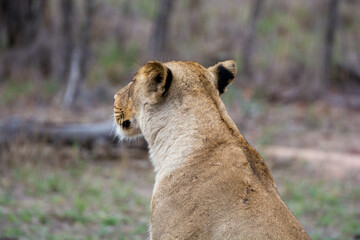 Portrait of young lioness (Panthera leo) in the Timbavati Reserve, South Africa