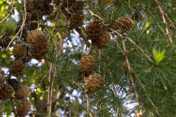 Cones and tree