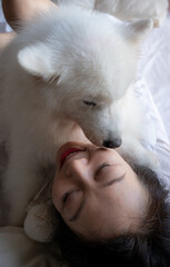 A Chinese woman plays a white Samoyed dog on her bed.