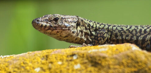 Killespark Stuttgart in Germany - closeup of wall lizards on the cliffs
