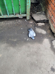 Dead dove lying on the pavement. a dead pigeon is lying on the pavement
