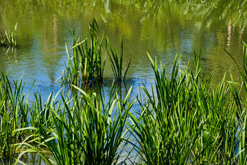 Cattail plant in pond