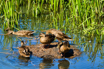 Mallard females in pond