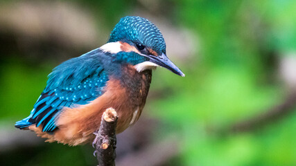 Young Kingfisher on a stick.