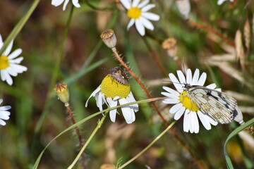 Sloe bug