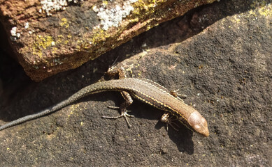 Killespark Stuttgart in Germany - closeup of wall lizards on the cliffs