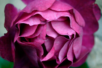 Close-up of Red Rose Petals turning pink as they age.