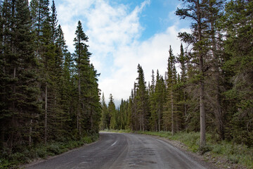 Forest road trip