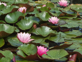 Killespark Stuttgart in Germany - Pink Lotus flowers in a pond