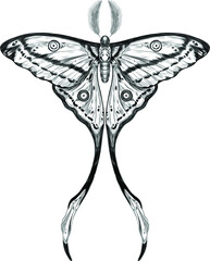 butterfly Madagascar comet sketch black and white the most beautiful butterfly in the world vector illustration