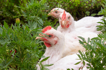 White chicken sitting among the flowers.